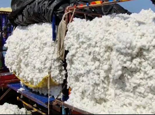 कापूस दरातील या अनिश्चिततेचा शेतकऱ्यांना मोठा आर्थिक फटका बसत आहे. गेल्या वर्षी कापसाला 11 ते 12 हजार रुपयांचा दर मिळत होता.