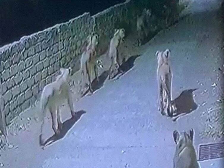 Pride Of 8 Lions Walk Down The Street Of Gujarat Netizens Are Shocked WATCH: Pride Of 8 Lions Walk Down The Street Of Gujarat, Viral Video Shocks Netizens