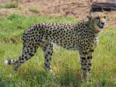 Cheetahs in India: సౌతాఫ్రికా నుంచి భారత్‌కు మరో 12 చీతాలు, ఇకపై ఏటా దిగుమతి