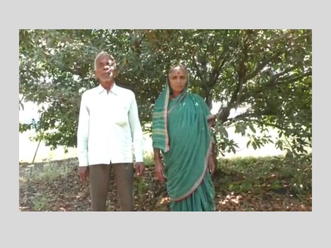 Marathwada agricultural News 70 year old man and wife successfully farming Sapodilla Chiku Agricultural : वयोवृद्ध जोडप्यानं खडकाळ माळरानावर फुलवली चिकुची बाग, वाचा एका जिद्दीची कहाणी