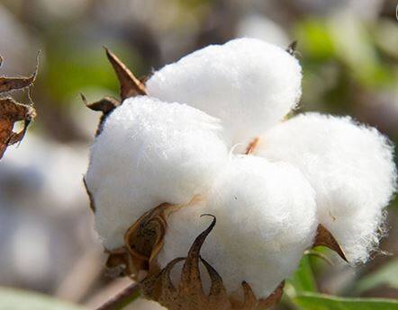मागील वर्षीच्या तुलनेत यंदा कापसाच्या दरात (Cotton Price) मोठी घट झाली आहे. याचा फटका कापूस उत्पादक शेतकऱ्यांना (Farmers) बसत आहे.