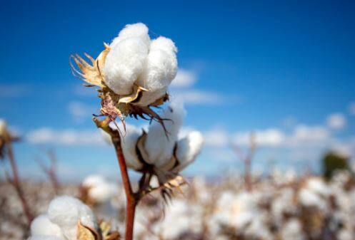 सध्या शेतकऱ्यांनी कापसाची विक्री थांबवली आहे. अशा स्थितीत सरकारनं कापूस उत्पादक शेतकऱ्यांना मदत करावी अशी मागणी आम आदमी शेतकरी संघटनेनं केली आहे.