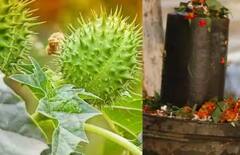 MahaShivratri 2023: ਮਹਾਸ਼ਿਵਰਾਤਰੀ 'ਤੇ ਧਤੂਰੇ ਦੇ ਕਰੋ ਇਹ ਉਪਾਅ, ਗਰੀਬੀ ਹੋਵੇਗੀ ਦੂਰ, ਸ਼ਨੀ ਨਹੀਂ ਕਰਨਗੇ ਪਰੇਸ਼ਾਨ