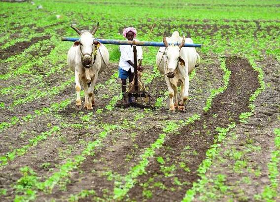 Akola : आधार लिंक नसल्यामुळं सन्मान निधी मिळण्यात अडचणी