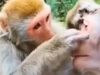 Video: बंदर को हुई आंख में तकलीफ तो इलाज करने लगा दूसरा बंदर, यूजर्स बोले- जंगल का डॉक्टर