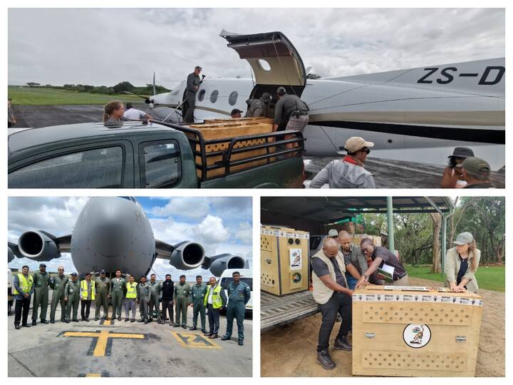 The cheetahs will be transported by an Indian Air Force C-17 Globemaster Cargo jet, which is expected to touch down at Gwalior Airport around 10:00am.