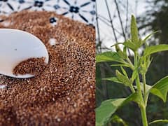 महाशिवरात्री से दीपावली तक... आयुर्वेद पर बेस्ड है हमारे त्योहारों का खान-पान, जानें शिवरात्री में क्यों खाते हैं रामदाना लड्डू