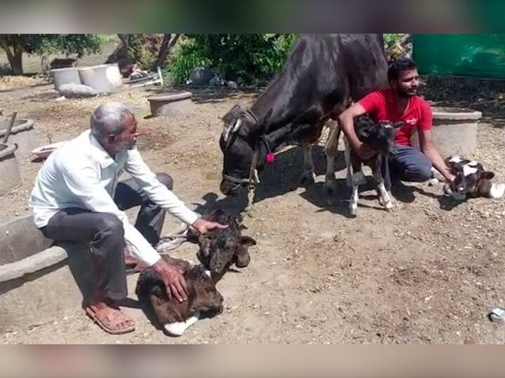 ही चार वाससे आणि गाय अगदी ठणठणीत आहे. एकाच वेळी चार वासरांचा जन्म होणं ही दुर्मिळ गोष्ट मानली जात आहे. दरम्यान, गायीच्या वासरांना बघण्यासाठी लोक गर्दी करत आहेत.