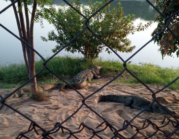 Janjgir Champa village Humans and crocodiles walk together no one was harmed ANN Chhattisgarh: छत्तीसगढ़ के इस गांव की गलियों में साथ घूमते हैं इंसान और मगरमच्छ, यकीन न हो तो पढ़ें पूरी खबर