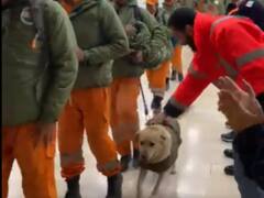 Turkiye Earthquake: प्यार और अपनेपन का पैगाम देकर लौटे NDRF के डॉग रैंबो और हनी, तुर्किए ने कहा शुक्रिया...ऑपरेशन दोस्त