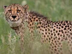 Project Cheetah : दक्षिण आफ्रिकेतून 12 चित्ते भारतात दाखल, थोड्याच वेळात कुनो नॅशनल पार्कमध्ये सोडणार