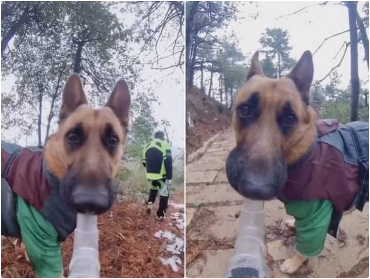 Video: ये है नए जमाने का नया कुत्ता... कैमरा मुंह में थाम ब्लॉगिंग करते आया नजर कुत्ता, वीडियो वायरल dog with a selfie stick in its mouth is seen making a travel blog with camera Video: ये है नए जमाने का नया कुत्ता... कैमरा मुंह में थाम ब्लॉगिंग करते आया नजर कुत्ता, वीडियो वायरल