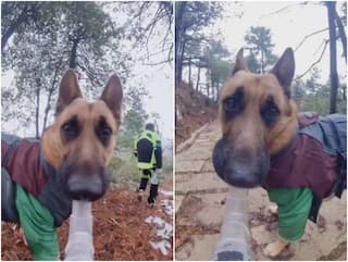 Video: ये है नए जमाने का नया कुत्ता... कैमरा मुंह में थाम ब्लॉगिंग करते आया नजर कुत्ता, वीडियो वायरल