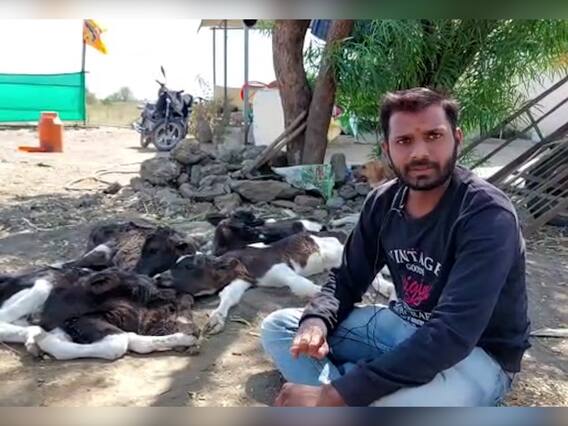 गायीने दिला चार वासरांना जन्म