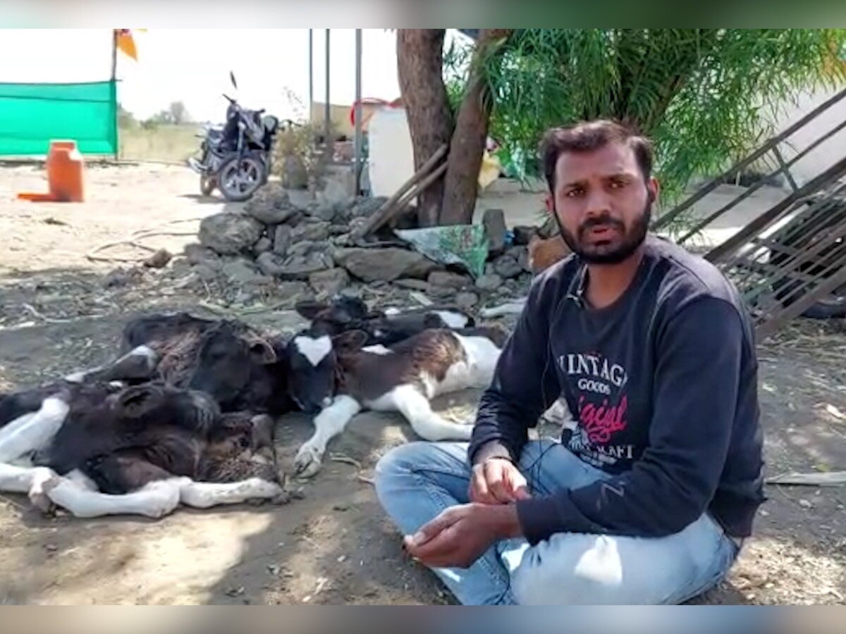 Cow : गायीने दिला चार वासरांना जन्म, सगळीच वासरे ठणठणीत; मोहोळ तालुक्यातल्या पापरीमधील घटना