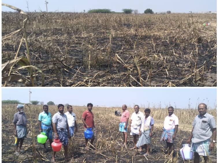 Thoothukudi: Maize crops set on fire by miscreants loss to farmers TNN மக்காச்சோள பயிர்களுக்கு  தீ வைத்த மர்ம நபர்கள் - விவசாயிகள் நஷ்டம்