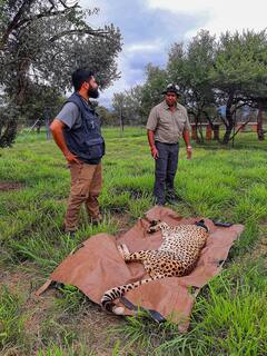 12 Cheetahs Begin Journey from South Africa To India, To Be Released In Kuno National Park On Saturday. In Pics