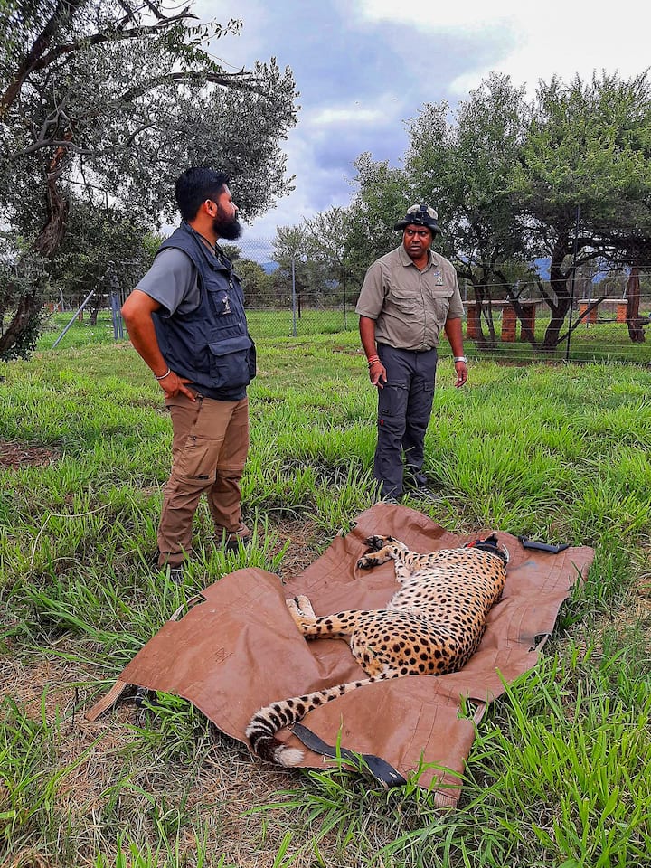 All of the cheetahs have radio collars that are tracked through satellite during their long voyage.(Source: PTI)