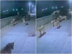 गुजरात के ग्रामीण इलाके में घूमते दिखा शेरों का झुंड, जब सड़क पर आए तो कुछ ऐसा था नजारा