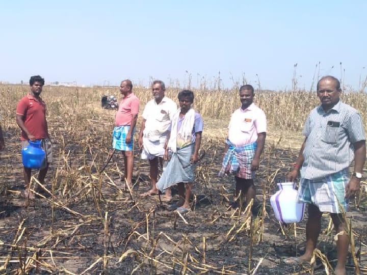 மக்காச்சோள பயிர்களுக்கு  தீ வைத்த மர்ம நபர்கள் - விவசாயிகள் நஷ்டம்