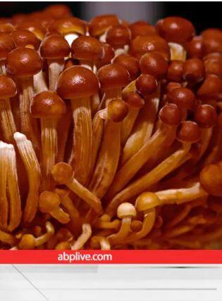 Most Expensive Mushroom: ਇਹ ਹਨ ਦੁਨੀਆ ਦੇ ਸਭ ਤੋਂ ਮਹਿੰਗੇ ਮਸ਼ਰੂਮਜ਼