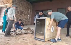 12 Cheetahs Begin Journey from South Africa To India, To Be Released In Kuno National Park On Saturday. In Pics