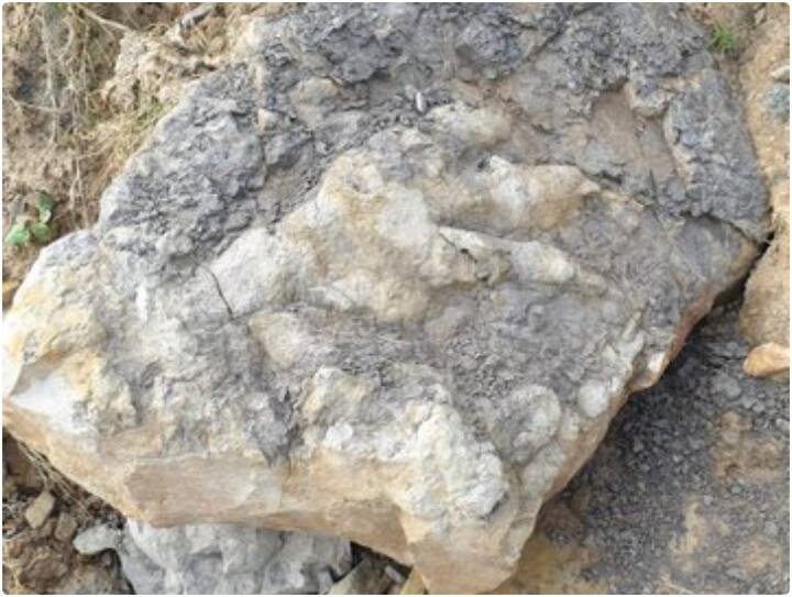Largest dinosaur footprint ever found in Yorkshire धरती पर मिला डायनासोर का 166 मिलियन साल पुराना फुटप्रिंट, जिसने देखा वो चौंक गया
