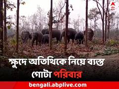 বাঁকুড়ার জঙ্গলে জন্ম ২ হস্তী শাবকের, ক্ষুদে অতিথিদের নিয়ে তৎপর বন দফতর