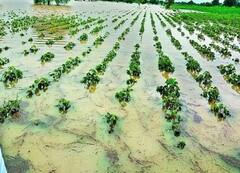 अतिवृष्टी अनुदान घोटाळ्याकडे दुर्लक्ष करणं महागात पडले; वैजापूर तहसीलदारांना मिळाली नोटीस