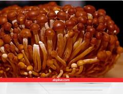 Most Expensive Mushroom: ਇਹ ਹਨ ਦੁਨੀਆ ਦੇ ਸਭ ਤੋਂ ਮਹਿੰਗੇ ਮਸ਼ਰੂਮਜ਼, ਐਡਵਾਂਸ 'ਚ ਕੀਤੀ ਜਾਂਦੀ ਹੈ ਬੁਕਿੰਗ ਤੇ ਮਿਲਦੈ ਲੱਖਾਂ ਦਾ ਮੁਨਾਫਾ