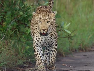 Gir Somnath: સોમનાથ મંદિર નજીક રહેણાંક વિસ્તારમાં દીપડાના આંટાફેરાથી સ્થાનિકોમાં ફફડાટ