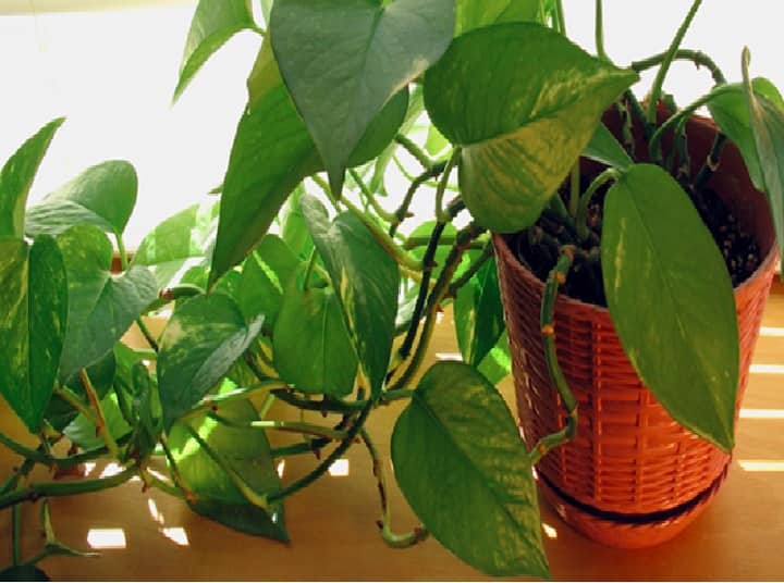 Want To Place A Money Plant At Home For Wealth And Prosperity Follow These Simple Tips Vastu Tips: மணி ப்ளாண்ட் வைக்கணும்னு ஆசையா இருக்கா? வாஸ்து டிப்ஸோட ஃபாலோ பண்ணுங்க..