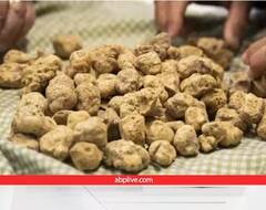 Most Expensive Mushroom: ਇਹ ਹਨ ਦੁਨੀਆ ਦੇ ਸਭ ਤੋਂ ਮਹਿੰਗੇ ਮਸ਼ਰੂਮਜ਼, ਐਡਵਾਂਸ 'ਚ ਕੀਤੀ ਜਾਂਦੀ ਹੈ ਬੁਕਿੰਗ ਤੇ ਮਿਲਦੈ ਲੱਖਾਂ ਦਾ ਮੁਨਾਫਾ