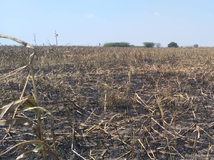 மக்காச்சோள பயிர்களுக்கு  தீ வைத்த மர்ம நபர்கள் - விவசாயிகள் நஷ்டம்