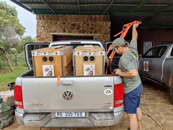 The wild cats will be quarantined for a month after they arrive, and their health will be meticulously monitored.(Source: Twitter/@byadavbjp)