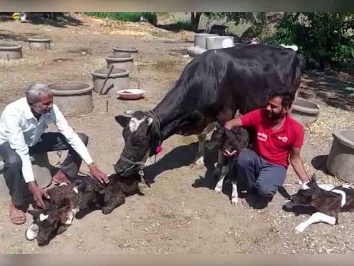 गायीने (Cow) एक नाही दोन नाही तर तब्बल चार वासरांना जन्म (Birth to four calf) दिल्याची घटना घडली. ही घटना सोलापूर (Solapur) जिल्ह्यातील मोहोळ तालुक्यातील पापरी (Papari) गावात घडली आहे.