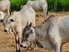 अब MCD के निशाने पर राजधानी में संचालित अवैध डेयरियां! March में हो सकती है बड़ी कार्रवाई