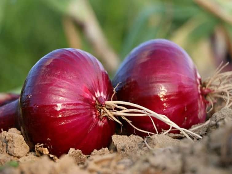 Agriculture news Maharashtra government order to distribute onion subsidy within 30 days Onion News : कांदा अनुदानाला 200 क्विंटलची मर्यादा, 30 दिवसात अनुदान वाटप करण्याचे आदेश 