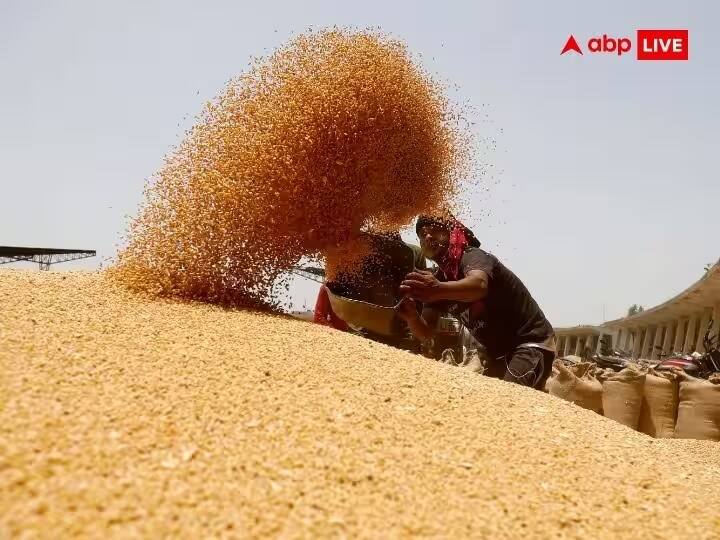 wheat production in india will produce 11 21 million tonnes Wheat Production: ਕੇਂਦਰ ਸਰਕਾਰ ਨੇ ਦਿੱਤੀ ਵੱਡੀ ਰਾਹਤ, ਇਸ ਸਾਲ ਕਣਕ ਦੀ ਪੈਦਾਵਾਰ 'ਤੇ ਨਹੀਂ ਪਵੇਗਾ ਗਰਮੀ ਦਾ ਅਸਰ