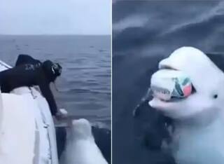 Viral Video: ਸਮੁੰਦਰ 'ਚ ਵਿਅਕਤੀ ਨਾਲ ਖੇਡਦੀ ਹੋਈ ਨਜ਼ਰ ਆਈ ਵ੍ਹੇਲ ਮੱਛੀ, ਪਹਿਲਾਂ ਨਹੀਂ ਦੇਖਿਆ ਹੋਵੇਗਾ ਅਜਿਹਾ ਨਜ਼ਾਰਾ...