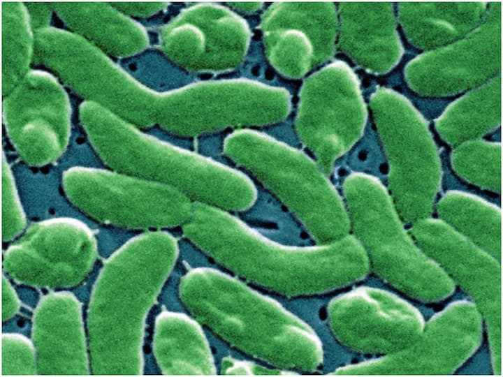 Beware of this bacteria that eats human flesh, it is life threatening మనిషి మాంసం తినే ఈ బ్యాక్టీరియాతో జాగ్రత్త, వీటి వల్ల ప్రాణానికే ముప్పు