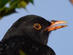 सैकड़ों ब्लैक बर्ड अचानक उड़ते हुए आसमान से गिरे, देखें वायरल वीडियो