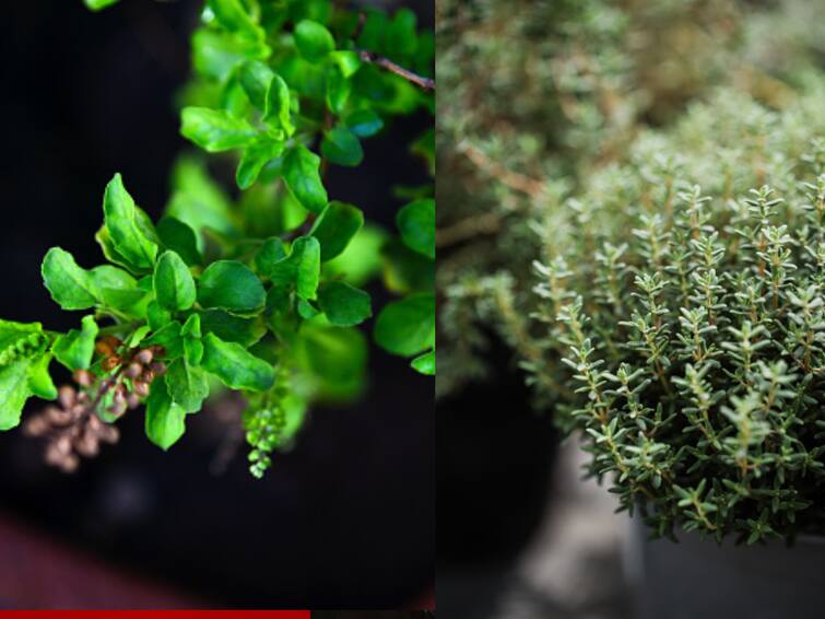 5 Herbs That Help To Improve Respiratory Health 5 Herbs That Help To Improve Respiratory Health