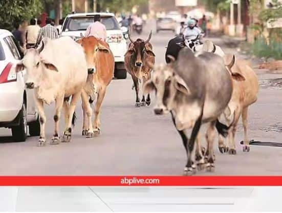 cow farming indian government started a campaign for special recognition of indigenous animal species Government Scheme : ਪਸ਼ੂ ਪਾਲਕ ਹੋਣਗੇ ਮਾਲਾਮਾਲ, ਦੇਸੀ ਪਸ਼ੂਆਂ ਨੂੰ ਉਤਸ਼ਾਹਿਤ ਕਰਨ ਲਈ ਕੇਂਦਰ ਸਰਕਾਰ ਨੇ ਤਿਆਰ ਕੀਤੀ ਇਹ ਸਕੀਮ