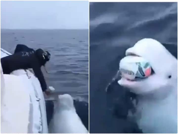 beluga whale is seen playing with a man in a boat in sea Video: समुद्र में शख्स के साथ खेलती नजर आई व्हेल मछली, ऐसा सीन पहले नहीं देखा होगा...