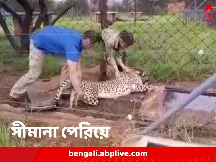 From South Africa 12 Cheetahs reaches in India's Madhya Pradesh Cheetahs from South Africa: বংশবৃদ্ধিই লক্ষ্য, বিদেশ থেকে আরও এক ডজন চিতা ভারতে, আপাতত কোয়রান্টিনে