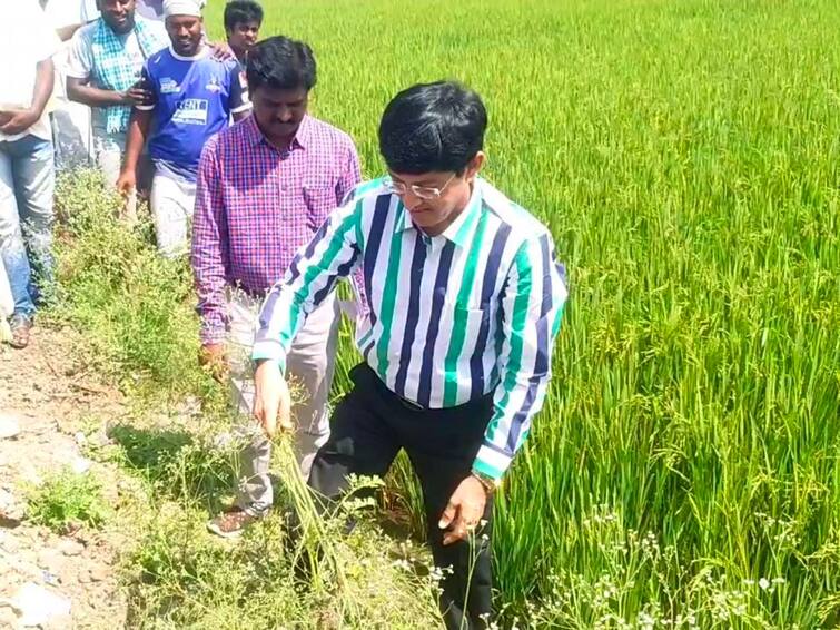 villupuram Radhakrishnan, additional secretary of the cooperative, weeded the Parthinia plants in the field TNN 