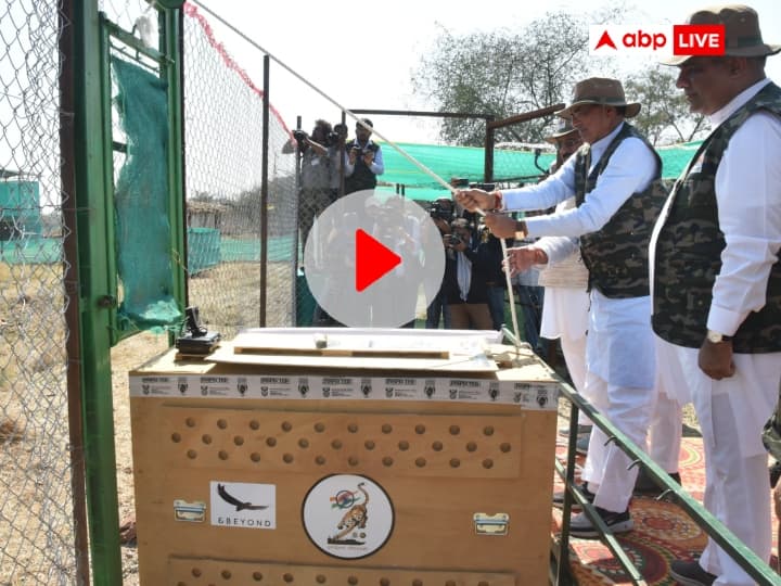 CM Shivraj Singh Chouhan Releases cheetahs brought from South Africa in their enclosure in Kuno National Park Watch: CM शिवराज ने दक्षिण अफ्रीका से लाए गए चीतों को बाड़े में छोड़ा, खूब लगाई दौड़, देखें वीडियो