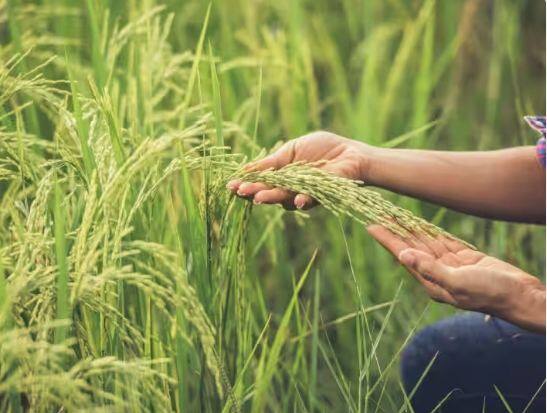 pm kisan yojana these farmers will not get next installment know big reason PM Kisan Yojana ਦੇ ਇਨ੍ਹਾਂ ਕਿਸਾਨਾਂ ਨੂੰ ਨਹੀਂ ਮਿਲੇਗੀ ਅਗਲੀ ਕਿਸਤ, ਜਾਣੋ ਕੀ ਹੈ ਵੱਡੀ ਵਜ੍ਹਾ