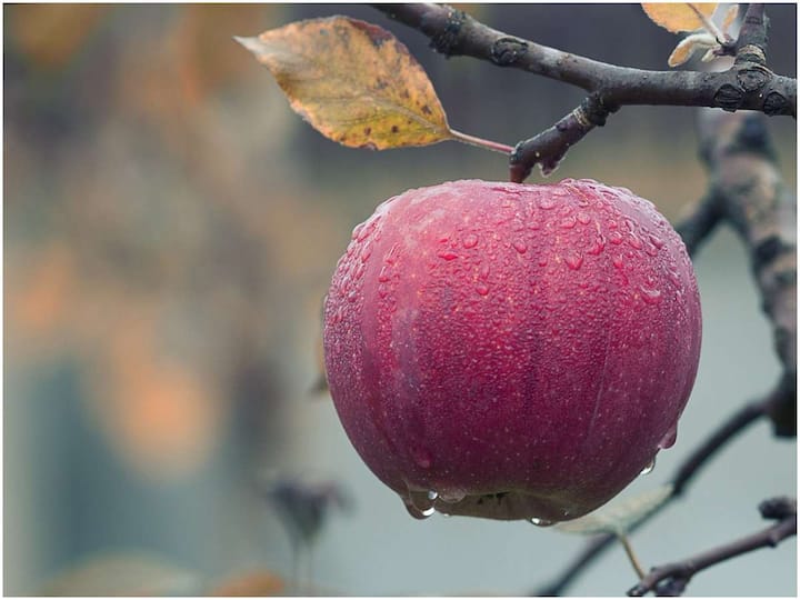 Eating apples is very healthy, but should not be eaten at that time Apple: ఆపిల్ పండ్లు తింటే ఎంతో ఆరోగ్యం, కానీ ఆ సమయంలో మాత్రం తినకూడదు